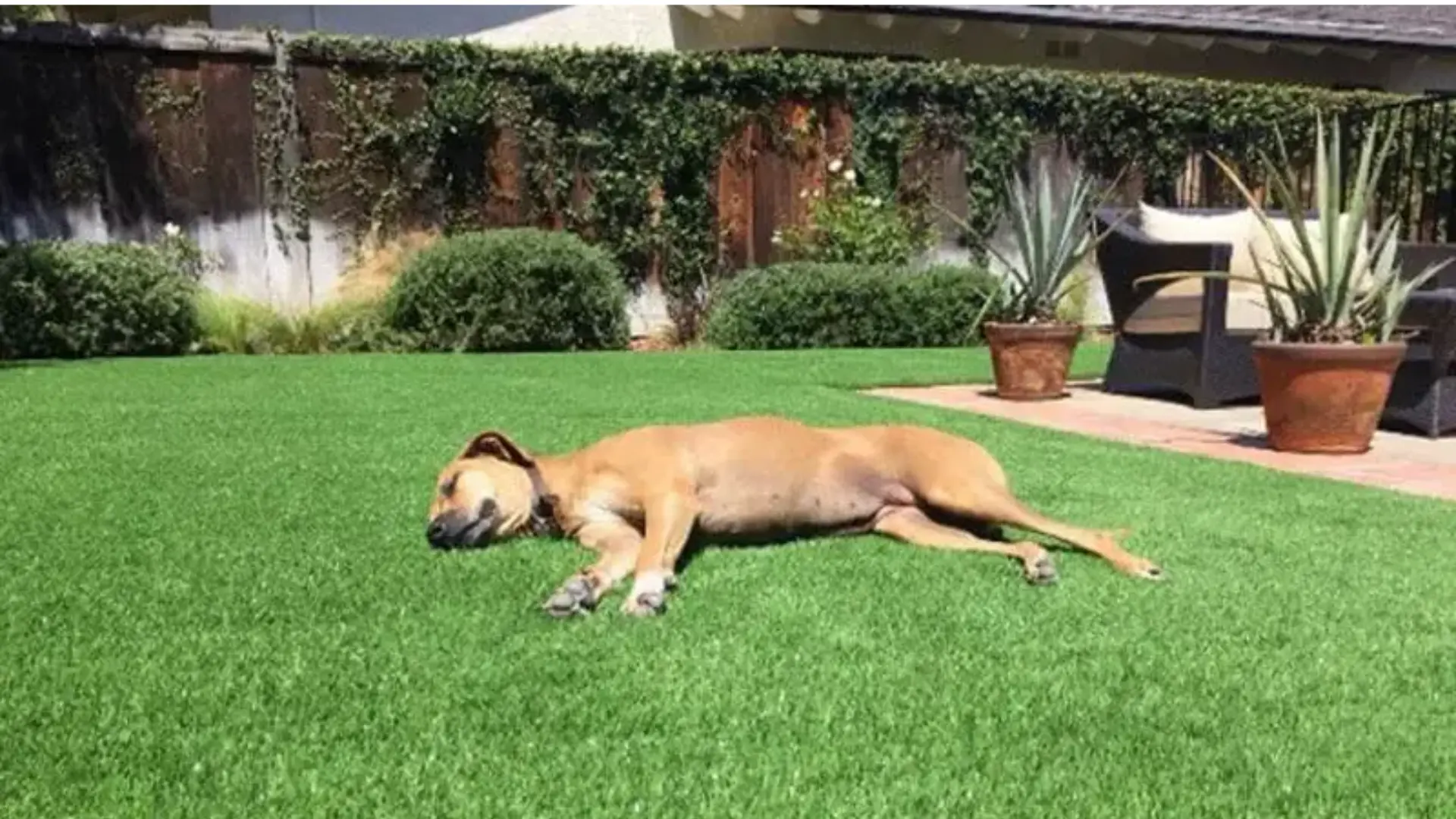 Turf Companies in Dallas