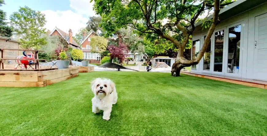 Pet Friendly Fake Grass In Dallas